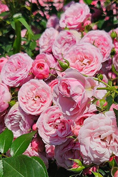 ÇİÇEKFLİX kokulu pembe aromatik  gül fidesi açık kök dikime hazır