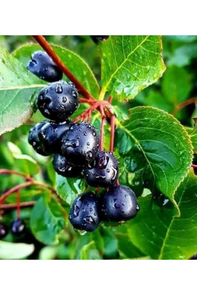 Doğan Fidancılık Aronia (Aronya) Fidanı 2 Yaşında