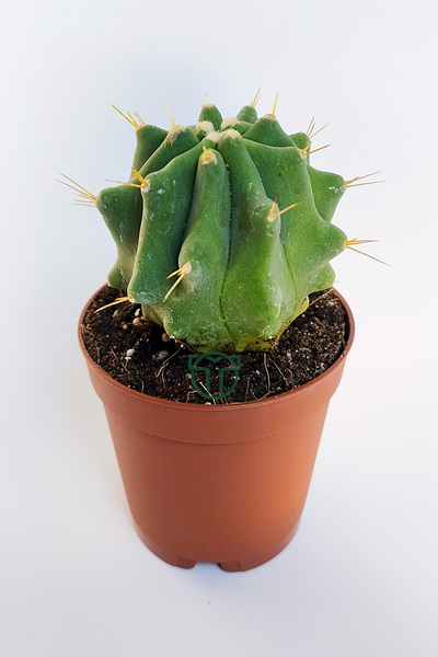 Toptan Kaktüs Ferocactus Glaucescens kuraklığa dayanıklı bitki özel tür katküs