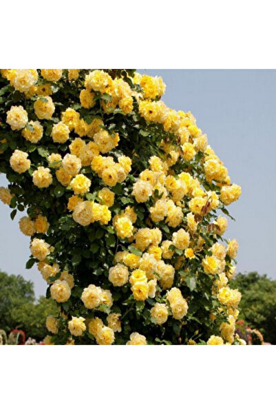 Genel Markalar Soğuklara Dayanıklı Tüplü Yediveren Golden Gate Sarı Kokulu Sa...