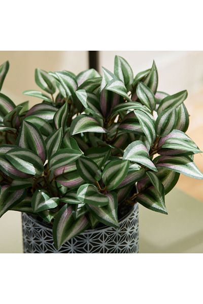 Home Box Liara Dracena Leaves Potted Plant with Plastic Pot 26 cm
