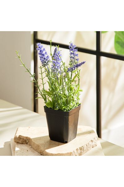 Home Box Liara Lavender Potted Plant in a Pot 21 cm