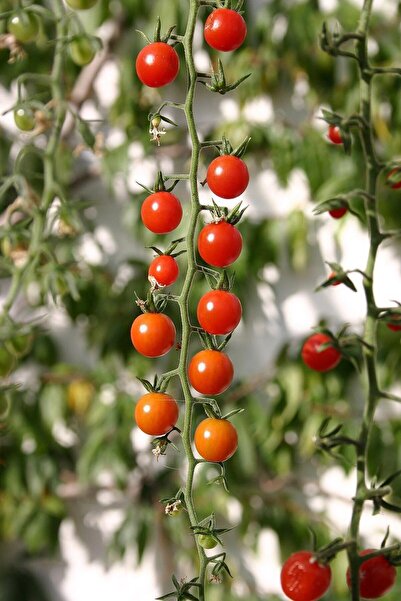 ZENGARDEN EV VE BAHÇE Minyatür Bezelye Domates Tohumu Atalık Sweet Pea Curran...