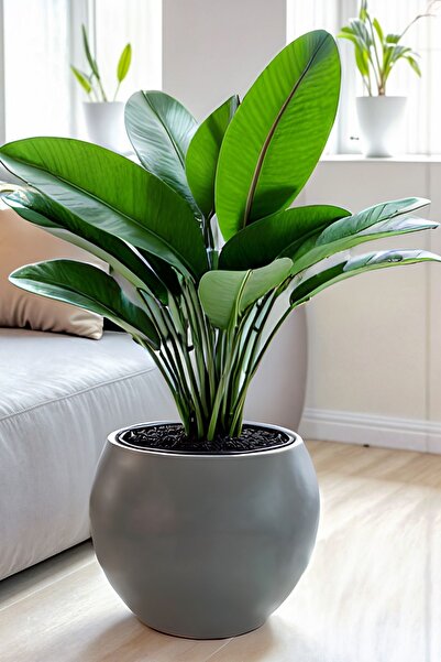 Bliss Dekoratif Modern Tasarım 27 Litre Küre Saksı Antrasit Renk