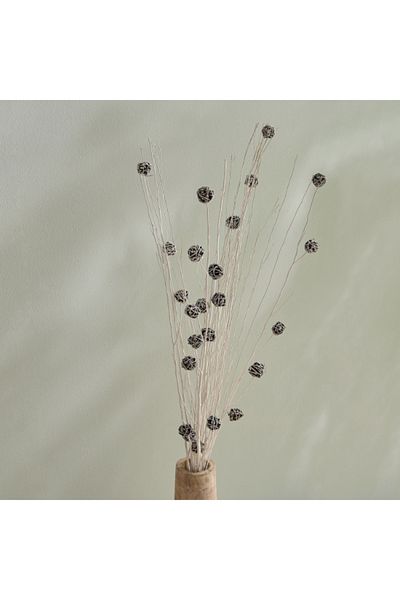 Home Box Seyna Dried Floral Bud Deco Sticks