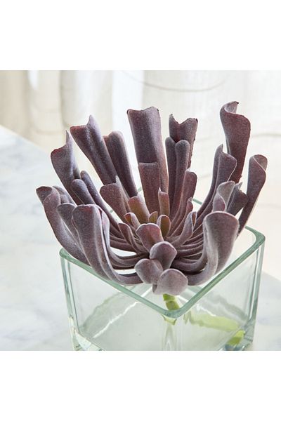 Home Box Liara Succulent Pick in Glass 17x17x18 cm