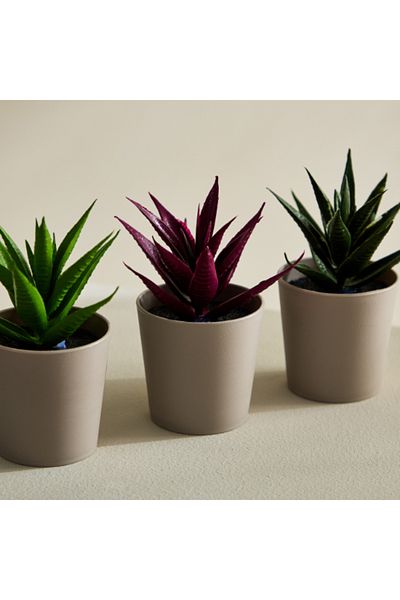Home Box Taria 3-Piece Succulents Gift Set 19x7x13.5 cm