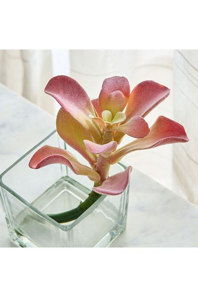 Home Box Liara Succulent Pick in Glass 15x15x18 cm