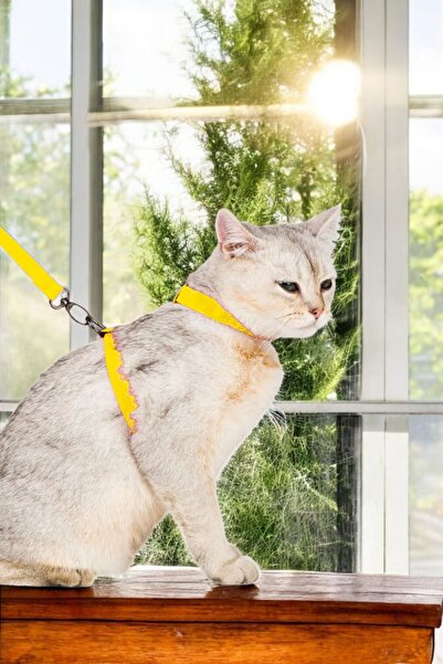 Pandogo Cat and Dog Collar Adjustable Size Anti-Escape Design with Dispatch S...