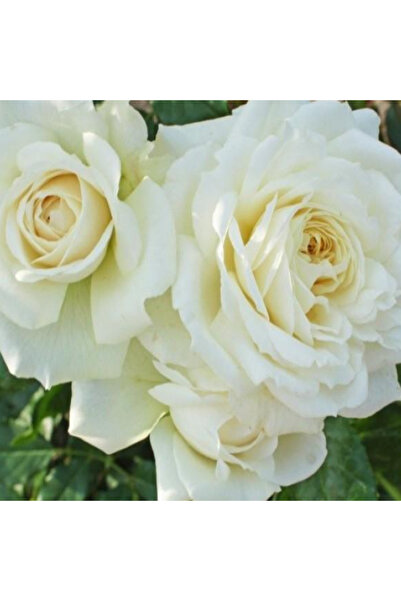 Genel Markalar Tüplü Yoğun Kokulu Kordes Yediveren Alaska Sarmaşık Gül Fidanı...