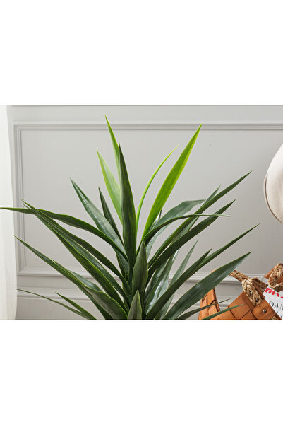 Madame Coco Grannier Saksılı Bitki