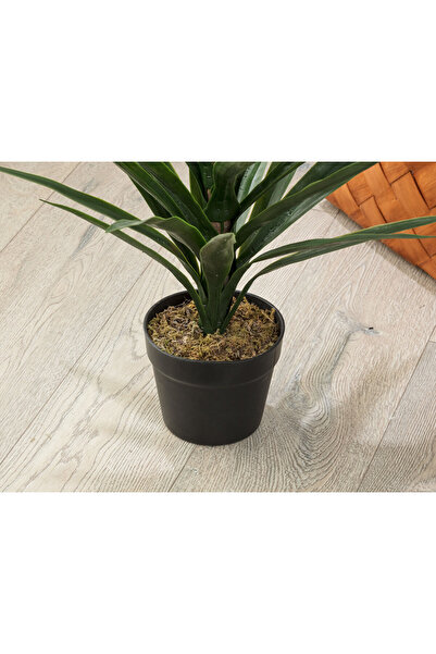 Madame Coco Grannier Saksılı Bitki