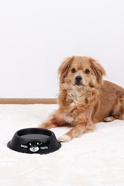 GOBYPET 20 cm Colorful Metal Food and Cat Dog Water Bowl