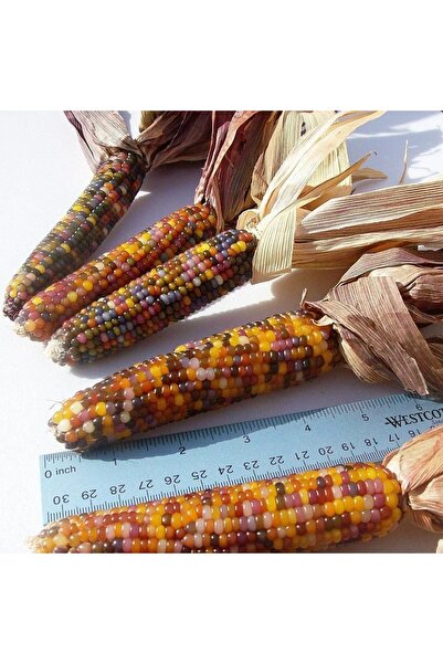 ZENGARDEN EV VE BAHÇE Mini Gökkuşağı Renkli Atalık Mısır Tohumu Geleneksel