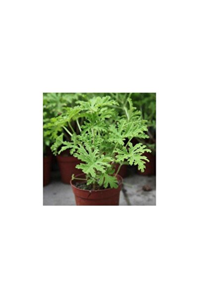 Mimoza Gül Kokulu Itır Fidanı Fidesi Gül Kokulu 10-20 cm