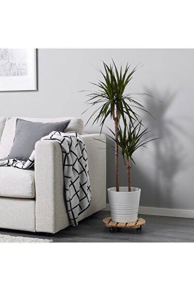 erorex Potted plant, Dragon tree/2-stem, 19 cm