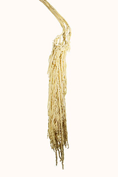 Dekorsende Şoklanmış Amarantus (AMARANTHUS) Demeti 100 Cm