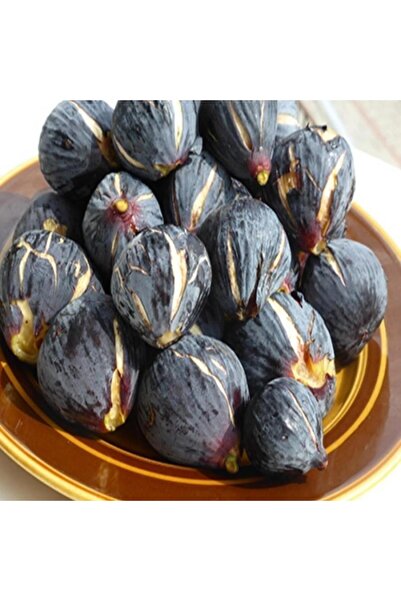 ASES TÜPLÜ 2 YAŞ SİYAH ORAK İNCİR FİDANI (PATLICAN)  BOY 120-150 CM