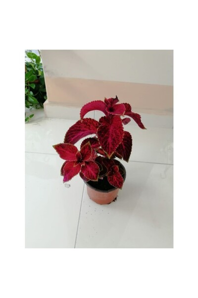 Mimoza Kolyos Yaprak Güzeli Çiçeği Fidanı 10-20 cm