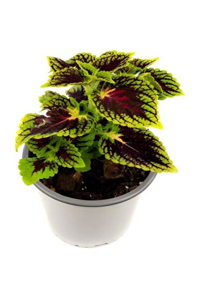 Mimoza Yeşil Yaprak Güzeli Çiçeği 1 Adet Saksılı Kolyos (Coleus)