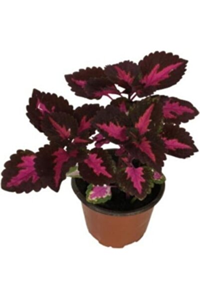 Mimoza Yaprak Güzeli Kolyos Çiçeği Fidanı 10-20 cm