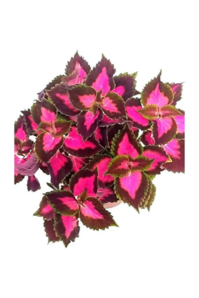 Mimoza Yaprak Güzeli, Kolyos Çiçeği Fidanı Kolyoz 10-20 cm