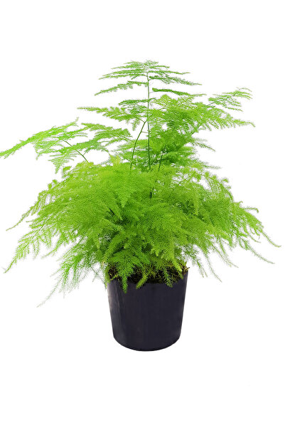 çiçekseli Seramik Saksıda Asparagus Kuşkonmaz Iç Mekan Bitkileri & Salon Bitkisi &hediye Bitki& 25-30 Cm