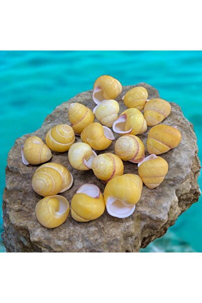 AhMir GERÇEK YELLOW SANIL SARI DENİZ SALYANGOZ KABUĞU (100 ADET) SÜS TAKI AKS...