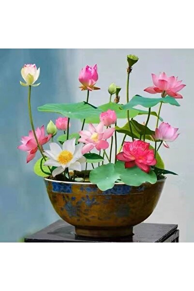 Köy Tohumları 5 Adet Tohum Nadir Bulunan Karışık Kutsal Kase Lotus Çiçeği Toh...