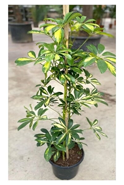 Köy Tohumları 5 Adet Tohum Nadir Şeflera Bodur Salon Ağacı Tohumu Mis Kokulu Şeflera Ağaç Çiçek Tohumu Saksı Topra