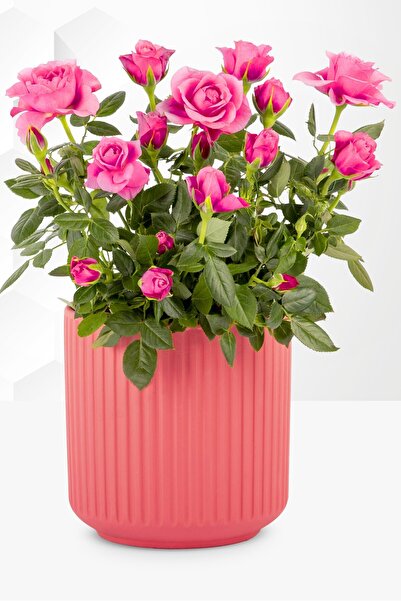 ÇİÇEKFLİX Ev salon pembe gül dikime hazır açık kök 22-25cm