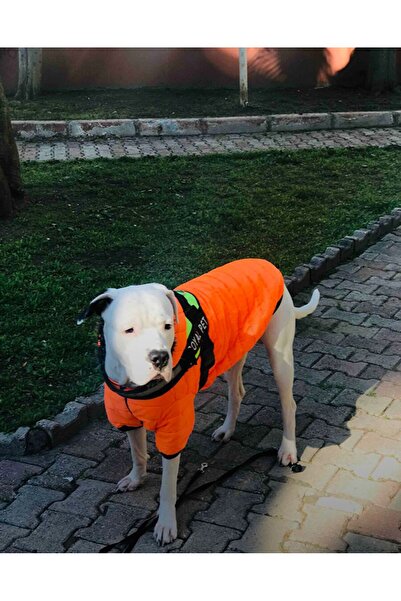 DOGİ&DOG Dogi Dog Büyük Irk Neon Oranj Puf Mont ,büyük Irk Köpek Kiyafeti,köpek Elbisesi