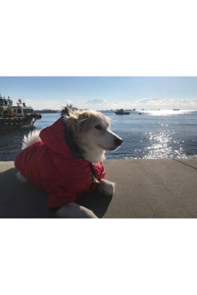 DOGİ&DOG Büyük Irk Kırmızı Puf Köpek Montu -köpek Yağmurluğu