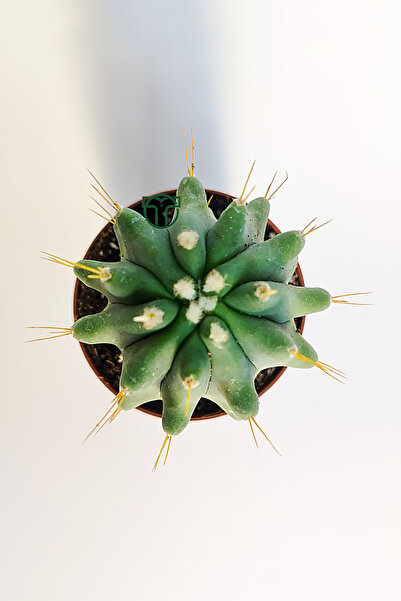 Toptan Kaktüs Ferocactus Glaucescens kuraklığa dayanıklı bitki özel tür katküs
