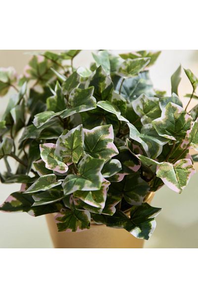 Home Box Liara Ivy Leaves Potted Plant 28 cm