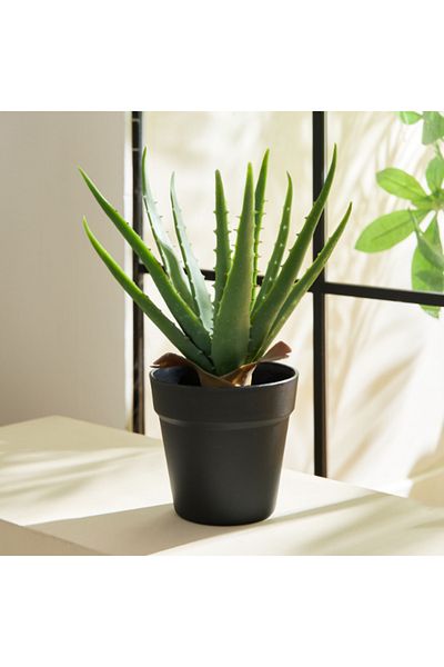 Home Box Liara Aloe Vera Potted Plant in Pot 35 cm