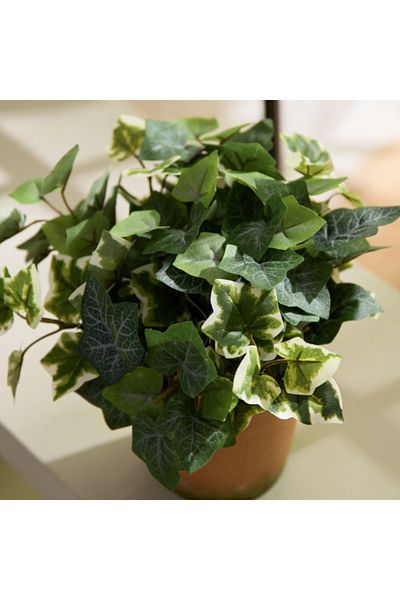 Home Box Liara Ivy Leaves Potted Plant in Pot 28 cm