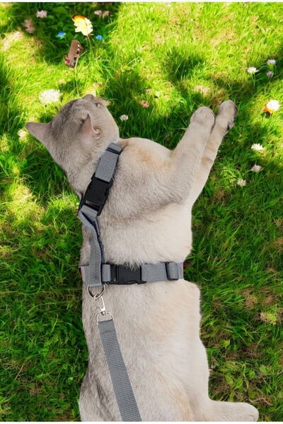 Evene Kedi Tasması Kedi Göğüs Bel Ayarlanabilir Dayanıklı Sağlam Tasma Gri