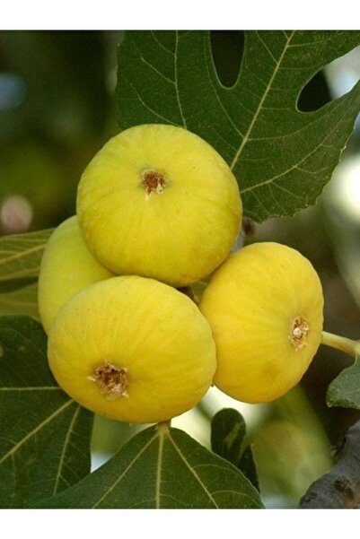 fidanistanbul İncir Fidanı Aydın Sarı Lop 80 100 cm Saksıda