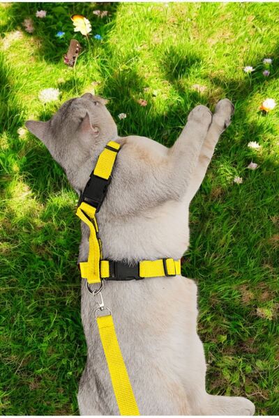 Evene Kedi Tasması Kedi Göğüs Bel Ayarlanabilir Dayanıklı Sağlam Tasma Sarı