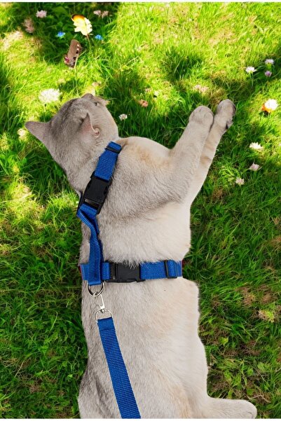 Evene Kedi Tasması Kedi Göğüs Bel Ayarlanabilir Dayanıklı Sağlam Tasma Mavi