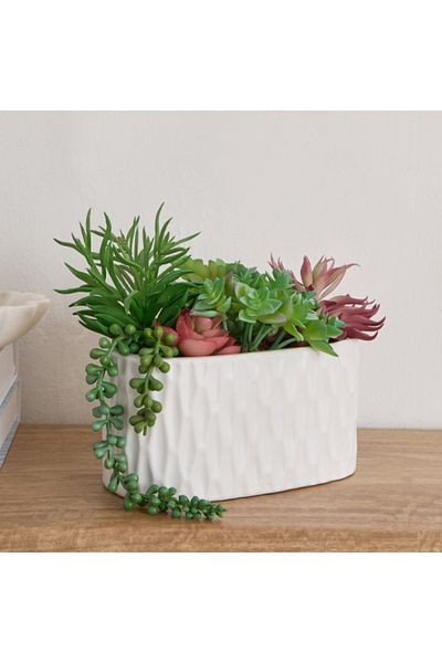 Home Box Ceilo Succulents Arrangement in Oval Ceramic Pot 20x11x20 cm
