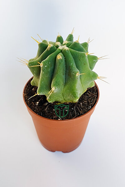 Toptan Kaktüs Ferocactus Glaucescens kuraklığa dayanıklı bitki özel tür katküs