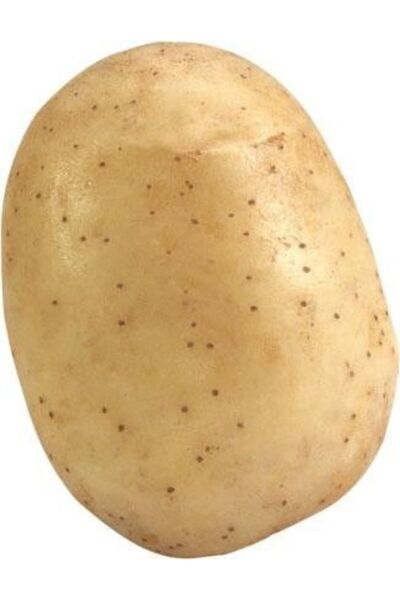 Cegel Ziraat Melody Patates Tohumu 25 Kg