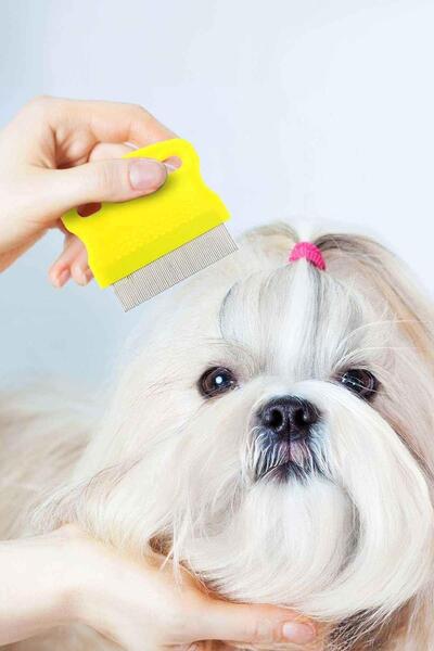 GOBYPET Kedi Köpek Bit ve Pire Tarağı