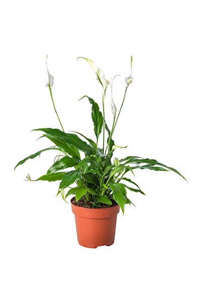 erorex نبات في وعاء، زنبق السلام، 12 سم