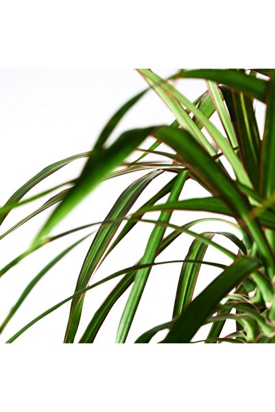 erorex Potted plant, Dragon tree/2-stem, 19 cm