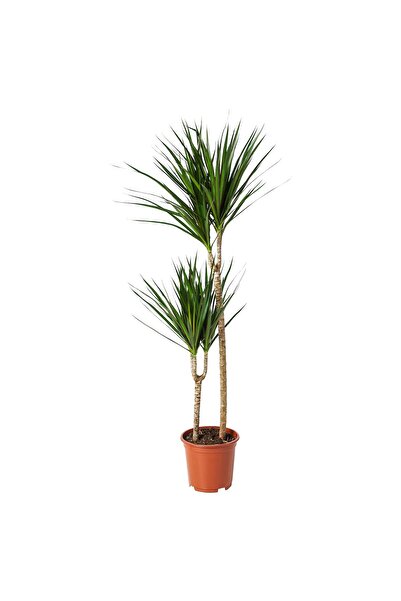 erorex Potted plant, Dragon tree/2-stem, 19 cm