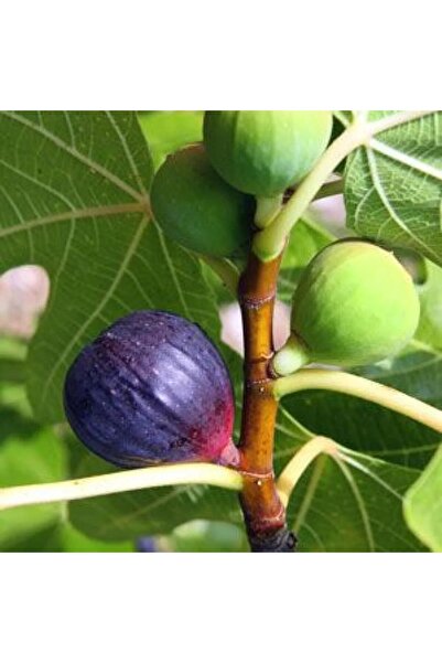 ASES TÜPLÜ 2 YAŞ YEDİVEREN RONDE DE BORDEAUX İNCİR FİDANI BOY 150-180 CM