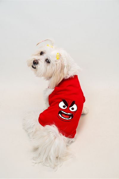 Buddy Store Cat & Dog Outfit Clothes Outfits - Different Printed Package Series 3 Pieces Single Price